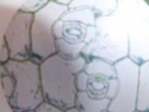 6月7日(木)　未来の科学者達！！