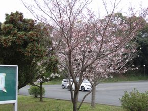 桜の開花とスイミーが待ってるよ！