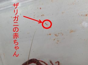 図4