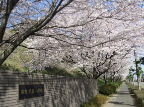 学校の桜が満開です！