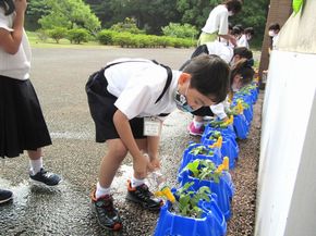 大きくなあれ、アサガオさん！　　　　　　（１年生ー生活科）