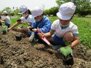 野菜さん、大きく育ってね！　　　　　　　　（２年生ー生活科）