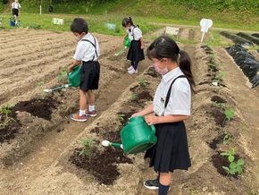 大きくなってね、野菜さん（2年生－生活科）