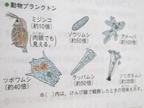 ミジンコは見えたかな？（５年生－理科）
