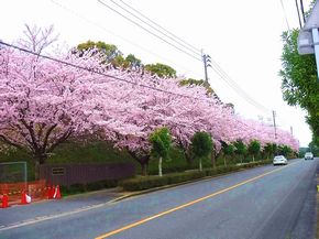 学校の桜が綺麗です！