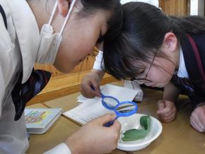 産まれたばかりの幼虫は？（３年生－理科）