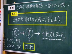 花が枯れたら、種がいっぱい！（３年生ー理科）令和