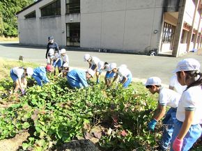 大きなお芋がた～くさん！（２年生ー生活科）