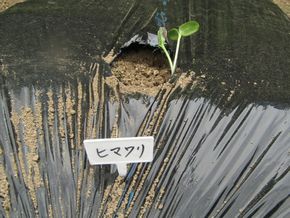 苗を植えよう！（3年生ー理科）