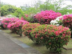 綺麗なツツジに囲まれて！